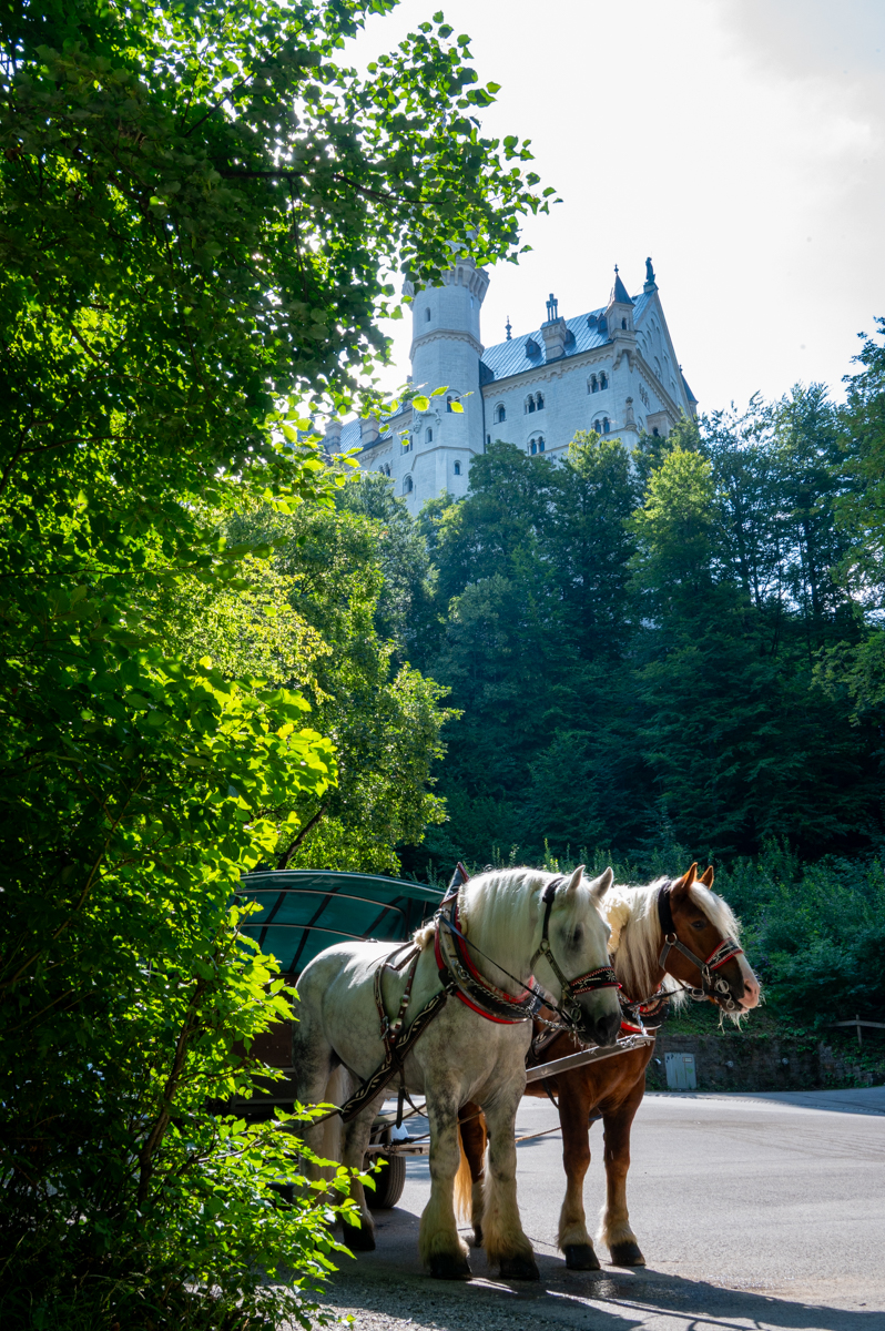 Neuschwanstein Fotos MZ6 _5644